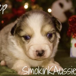 Bo Peep - Blue merle female Australian Shepherd puppy in Grapeland, Texas from Smokin K Aussies