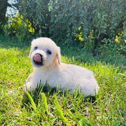 Orange - Light golden male Golden Retriever puppy in Harrisburg, North Carolina from Bunn Ranch Goldens & Bernese