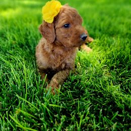 Girl 4 - Red Labradoodle puppy in Denver, Colorado from Don't Forget to Doodle & Southern Bella Doodles