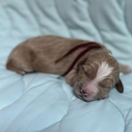 Will - Red  male Goldendoodle puppy in Placerville, California from New Dawn Poodles and Doodles