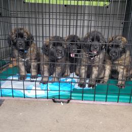 Leonberger Puppies from Corazon de Leon Leonbergers