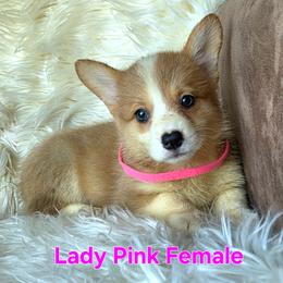 Pink Female - Red female Pembroke Welsh Corgi puppy in Wayne City, Illinois from Lash Livestock & Corgis