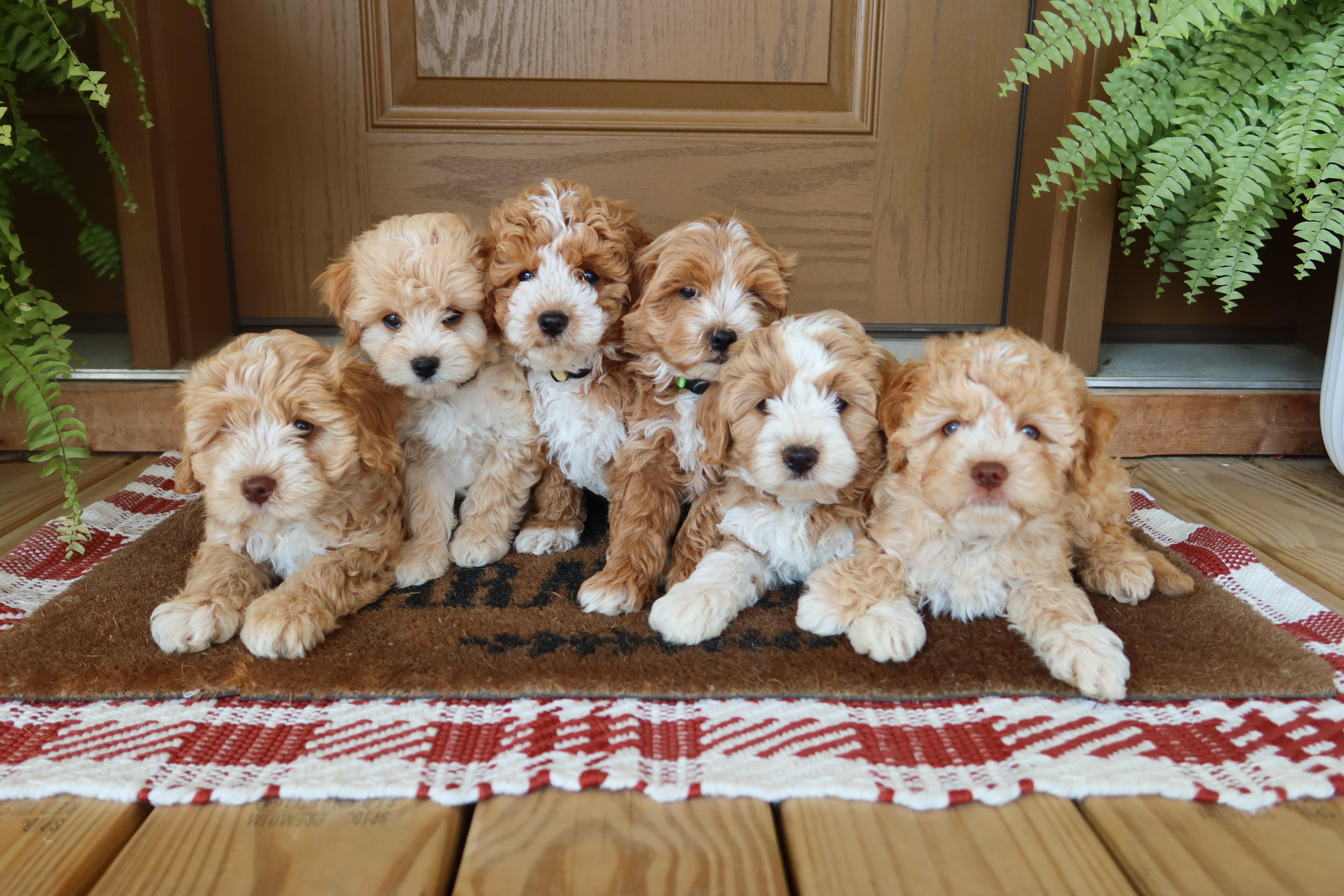 Heartland Puppies in Pennsylvania | Cavapoochon puppies | Good Dog