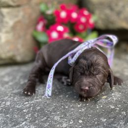 Kylee - Brown female Springerdoodle puppy in Lisbon, Ohio from Willow Lane Doodles
