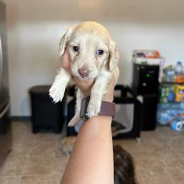 Girl 1 - Cream female Dachshund puppy in Las Animas, Colorado from J&D Dachsies