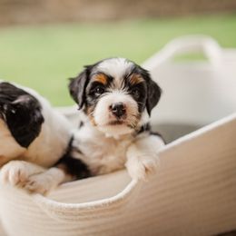 Bernedoodle Puppies from Cookie's Cuties