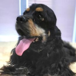 Prince - Cocker Spaniel
