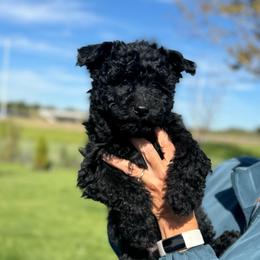Blue Girl - Black female Pumi puppy in Fife Lake, Michigan from Nixie Kennels