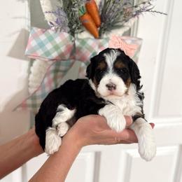 Fawn - Tri-color female Bernedoodle puppy in Payson, Utah from The Puppy Nest