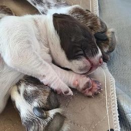 German Shorthaired Pointer Puppies from Legends German Shorthaired Pointers