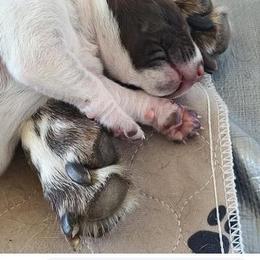 German Shorthaired Pointer Puppies from Legends German Shorthaired Pointers