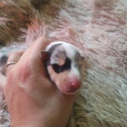 Othello - Blue merle white and tan male Collie puppy in Salineville, Ohio from Aryggeth Collies