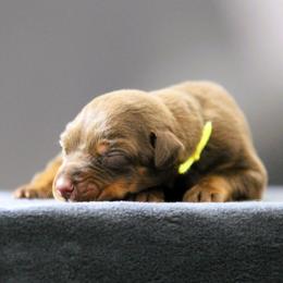 Rhaena - 5350 - Red and rust female Doberman Pinscher puppy in Rockwall, Texas from Elitehaus