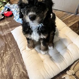 Bernedoodle Puppies from Dilly Dally Doodles