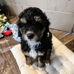 Bernedoodle Puppies from Dilly Dally Doodles