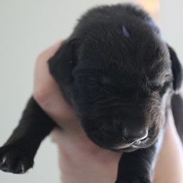 Golden Retriever and Labrador Retriever Puppies from Trenlock Kennels