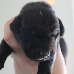 Golden Retriever and Labrador Retriever Puppies from Trenlock Kennels