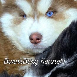 Abraham - Red and white male Siberian Husky puppy in East Tawas, Michigan from BurnsBerg's Woolies