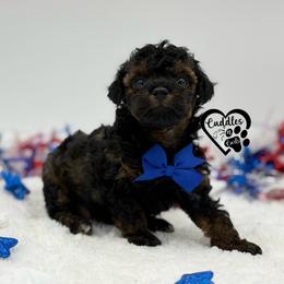 Sawyer - Sable male Poodle puppy in Nashville, Arkansas from Cuddles n Curls