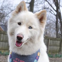 Liviana(Liv) - Siberian Husky