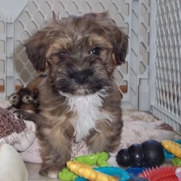 Havanese Puppies from Selah Havanese