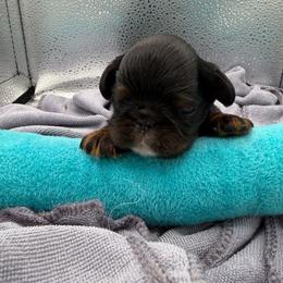 Absolem - Black and tan male English Toy Spaniel puppy in Pennsylvania from Enchanting Charlies