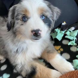 Miniature Australian Shepherd Puppies from Broken T Australian Shepherds