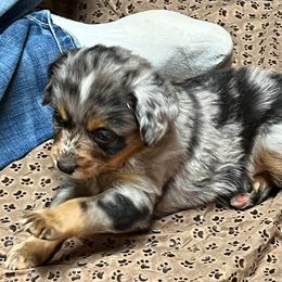 Miniature Australian Shepherd Puppies from Finnigan Farms Aussies