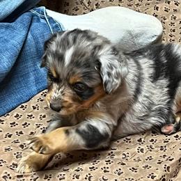 Miniature Australian Shepherd Puppies from Finnigan Farms Aussies