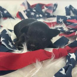 Crush - Red Boy - Black male Miniature Schnauzer puppy in Oneonta, Alabama from Murphree Valley Kennels