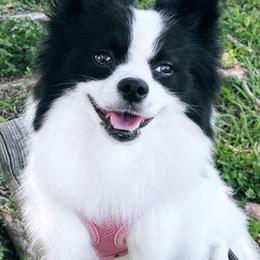Pomeranian All Grown Up from Natalia Aguilera