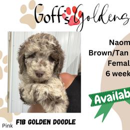 Naomi - Merle female Goldendoodle puppy in Falls City, Nebraska from Goff’s Goldens