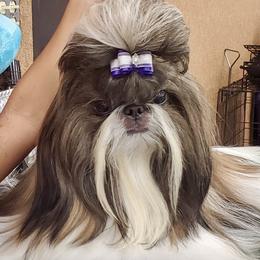 TWIX - Shih Tzu
