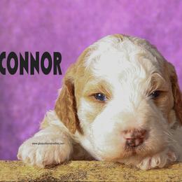 Connor - Apricot male Poodle puppy in Saint Cloud, Minnesota from Grace Kennel