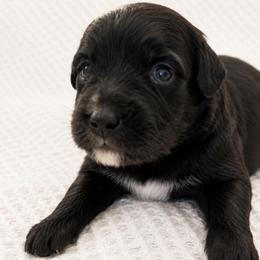 Oakley - Black and white male Aussiedoodle puppy in Seguin, Texas from Navarro Royal Pups