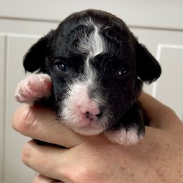 Yellow - Black and white female Sheepadoodle puppy in Archer, Florida from Gainesville Sheepadoodles
