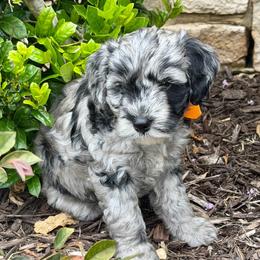 Shiloh- Price 2500. - Blue merle female Aussiedoodle puppy in Midlothian, Texas from Gray Doodles