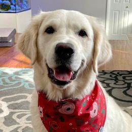 Eevee - Golden Retriever