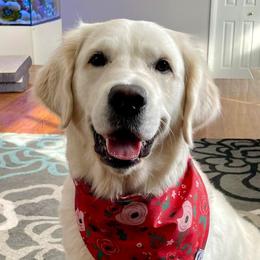 Eevee - Golden Retriever