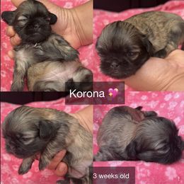 Korona - Sable female Shih Tzu puppy in Orange, California from Shih Tzu Hauz