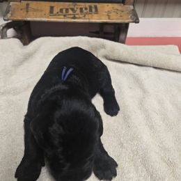 Blue Boy - Black male Giant Schnauzer puppy in Moberly, Missouri from Tseekhah (Complete Darkness) Kennel
