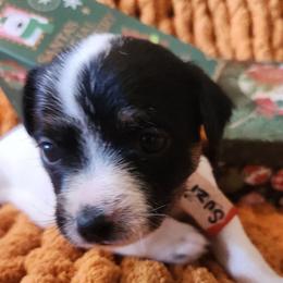 Suzi - Tri-colored female Parson Russell Terrier puppy in Apple Valley, California from Jumping Jack's Russell Terriers