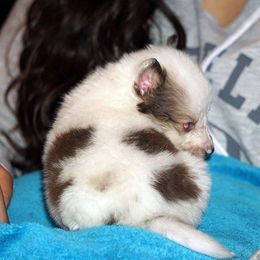 Rottweiler and Toy Shetland Sheepdog Puppies from Mountain High Kennels