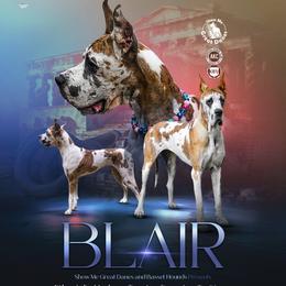 Blair - Great Dane