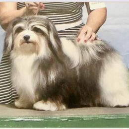 Chainy - Havanese