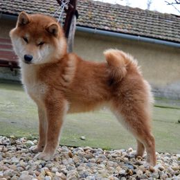 Shiba Inu All Grown Up from Texa's Shiba Inus