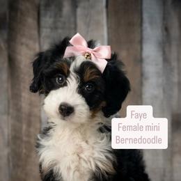 Faye - Tri-color female Bernedoodle puppy in Port Orange, Florida from Royal doodles of Florida