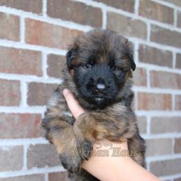 Light Blue Collar - Black and red female German Shepherd puppy in Mount Vernon, Missouri from German Haus German Shepherds LLC