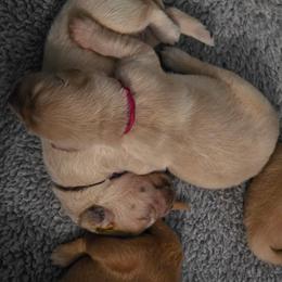 Bellatrix - Light golden female Golden Retriever puppy in Orange City, Florida from Sidekick Retrievers