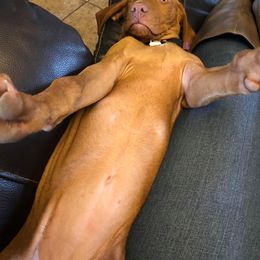 Vizsla Puppies from Six Hitch Farm